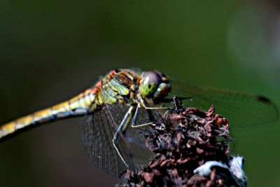 Close-up of dragonfly on plant