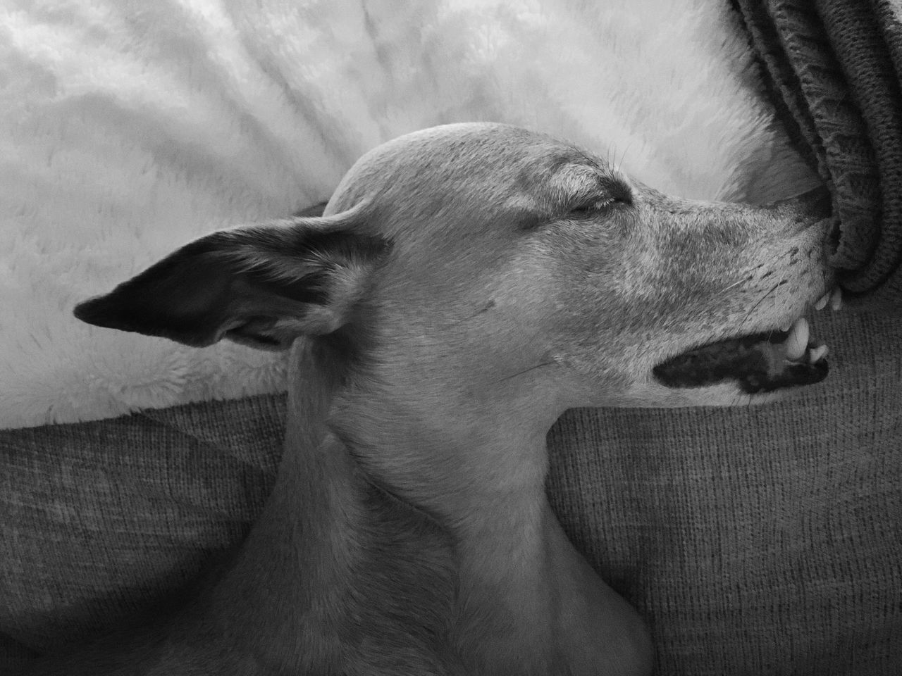 dog, domestic animals, pets, animal themes, mammal, one animal, sofa, relaxation, home interior, indoors, no people, close-up, weimaraner, day