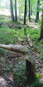 Close-up of tree trunk in forest