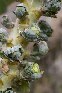 Brussels sprout plants in the organic garden