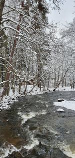 Frozen trees on snow covered land