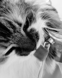 Close-up of cat holding hand