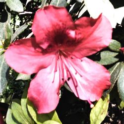 Close-up of pink flower