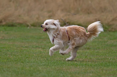 Dog running on field