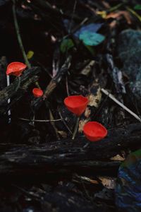 High angle view of red berries on plant