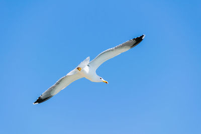 Bird flying against clear blue sky