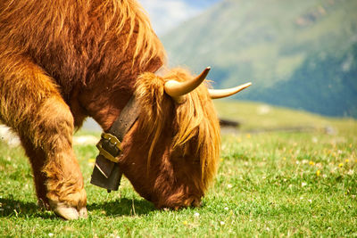 Cow in a field