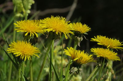 Close-up of yellow flowering plants on field