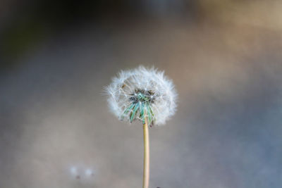 Close-up of dandelion flower