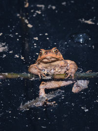 Close-up of frog swimming in lake