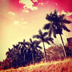Low angle view of coconut palm trees against sky during sunset