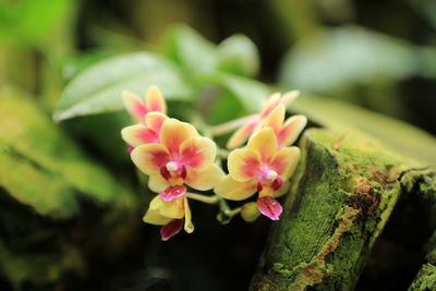 Close-up of pink flowers