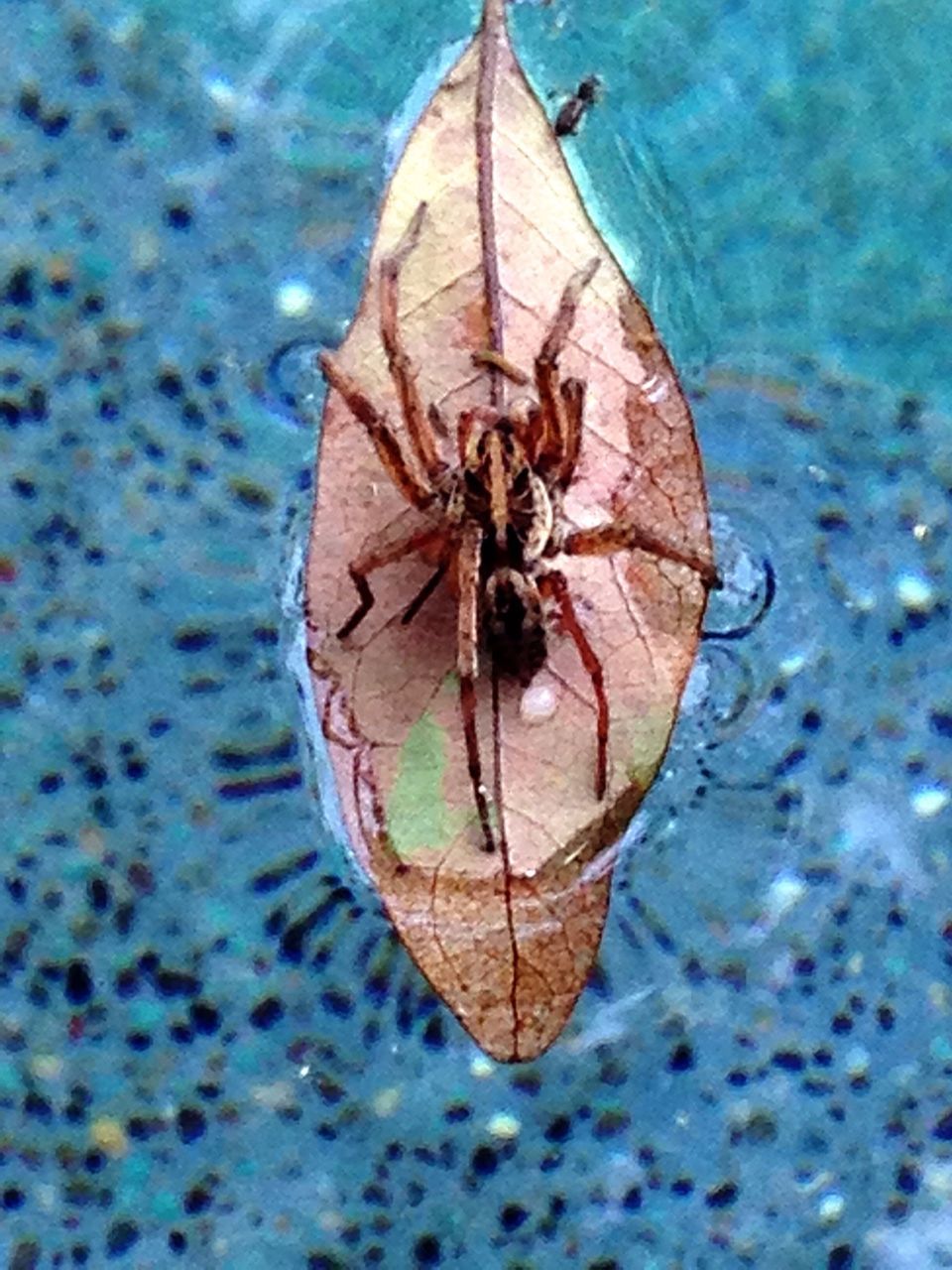 animal themes, animals in the wild, insect, wildlife, one animal, water, reflection, close-up, dry, high angle view, nature, spider, transparent, outdoors, day, lake, no people, wood - material, blue, leaf