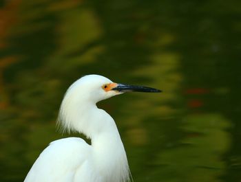 Close-up of white bird looking away