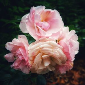 Close-up of pink rose flower