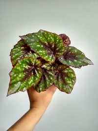 Close-up of hand holding leaf against white background