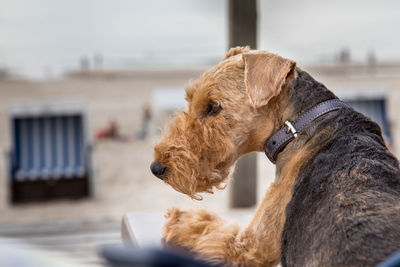 Close-up of dog looking away