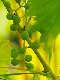 Close-up of berries growing on plant