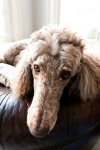 Close-up portrait of a dog at home