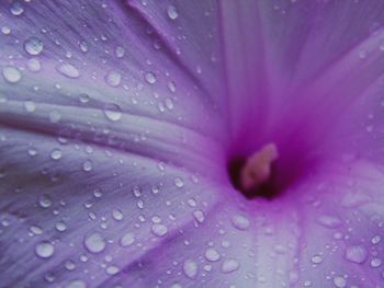 Full frame shot of water drops on purple flower