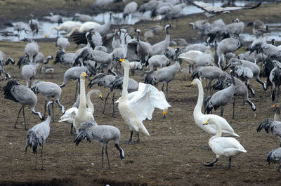 Flock of birds on field