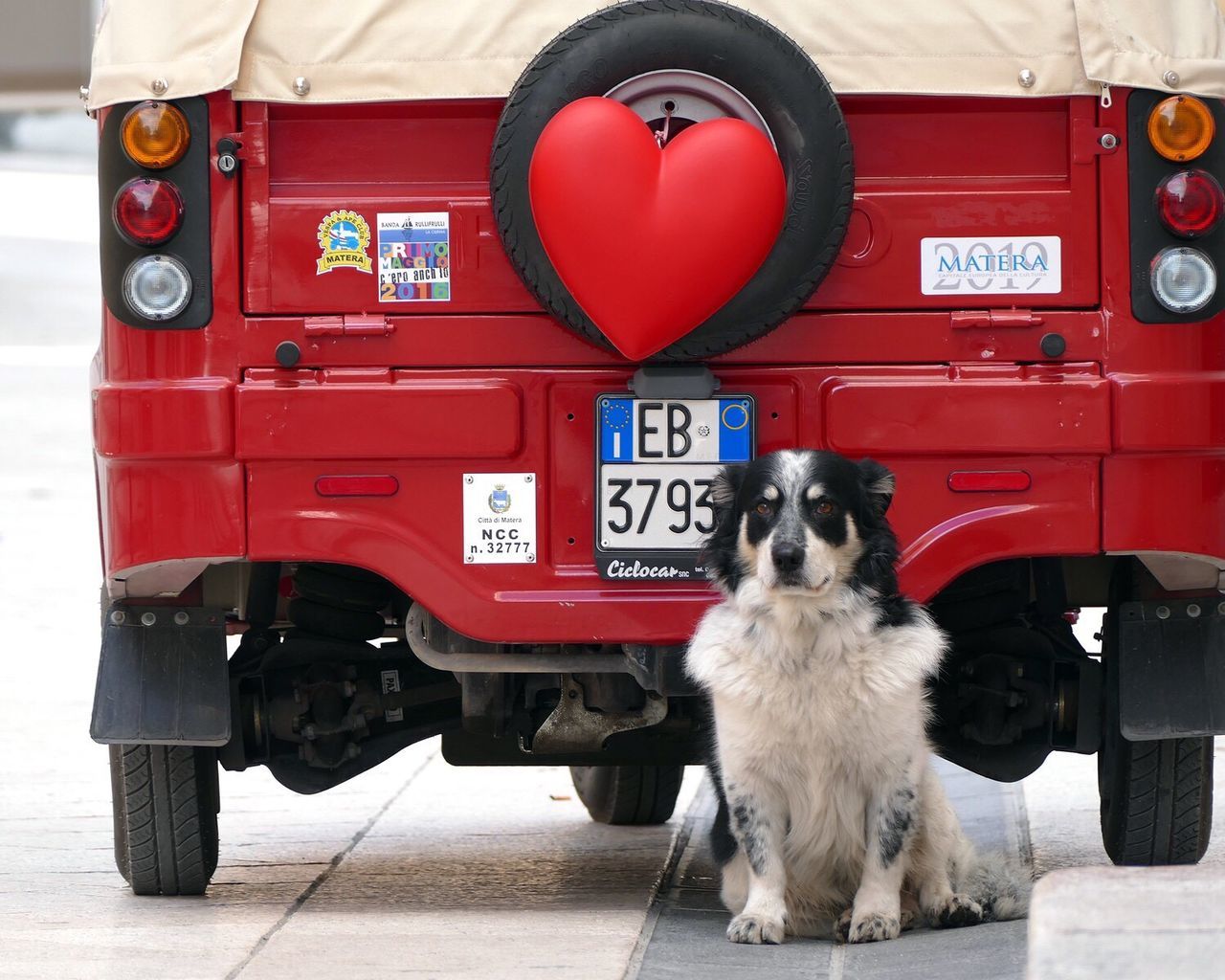 Dog and heart