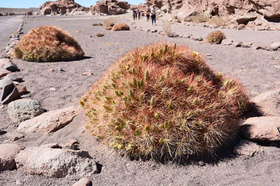 Cactus growing on rock