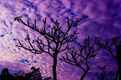 Tree against sky