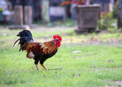 View of a bird on field
