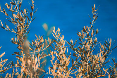 Low angle view of plants against blue sky