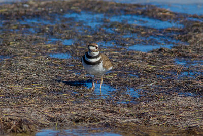 Bird perching on land