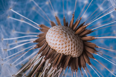 Close-up of coral in sea