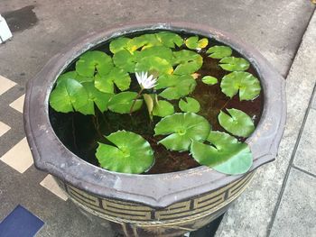 High angle view of potted plant leaves floating on water