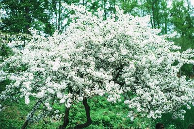 White flowers growing on tree