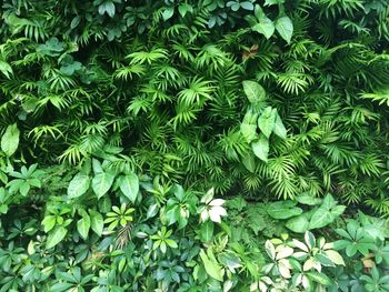 Close-up of plants