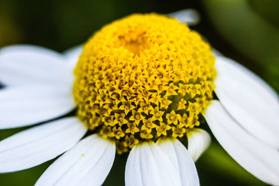 Close-up of white flower