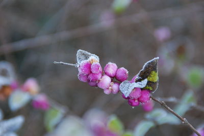 Close-up of purple flowers