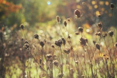 Close-up of wildflowers in meadow