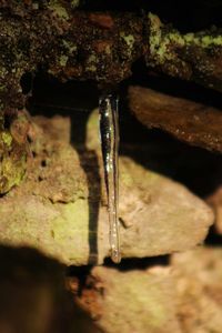 Close-up of water drop on rock