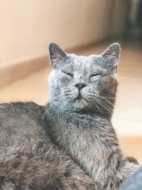 Close-up of cat looking away