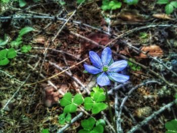 High angle view of purple flowering plant on land