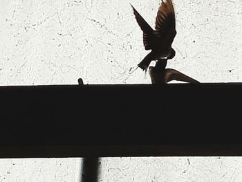 Low angle view of silhouette bird flying