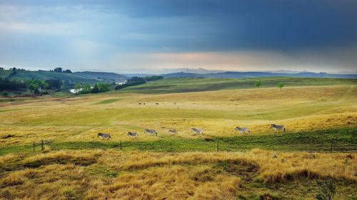 Scenic view of field against sky