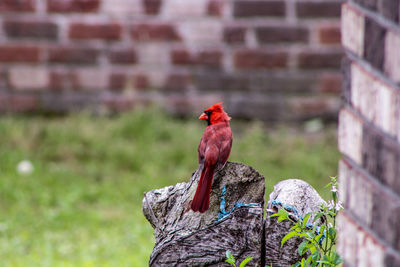 Bird perching on a wall