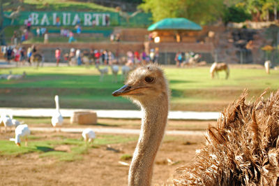 Close-up of birds on field