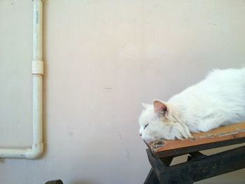 Close-up of white cat sitting outdoors