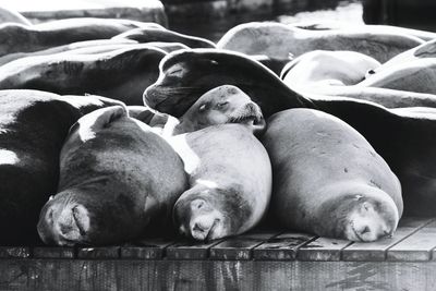 Close-up of sleeping sea lions