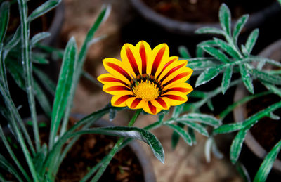 Close-up of yellow flower with dark orange stripes planted in the flower pot