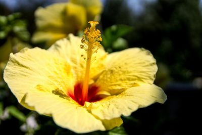 Close-up of yellow flower