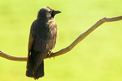 Close-up of bird perching on branch